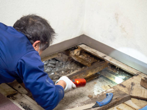Best Professional Mold Removal  in Seneca, MO