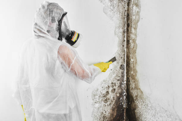 Best Certified Mold Removal  in Seneca, MO