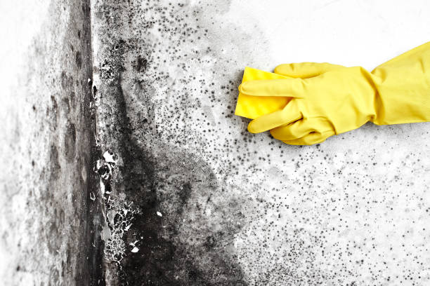 Mold Testing and Removal in Seneca, MO