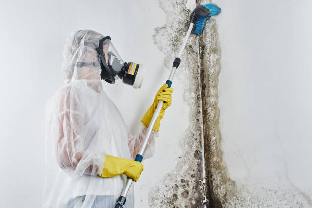 Certified Mold Removal in Seneca, MO