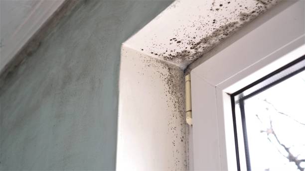 Best Mold Testing and Removal  in Seneca, MO