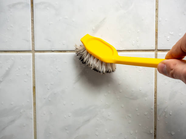 Best Same-Day Mold Removal  in Seneca, MO