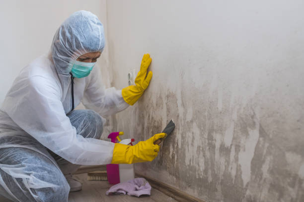 Best Mold Removal and Inspection  in Seneca, MO
