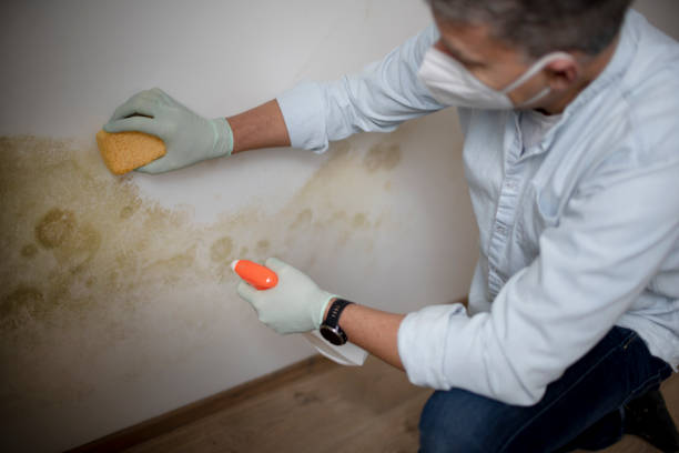 Attic Mold Removal in Seneca, MO