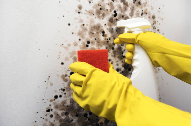 Best Residential Mold Removal  in Seneca, MO