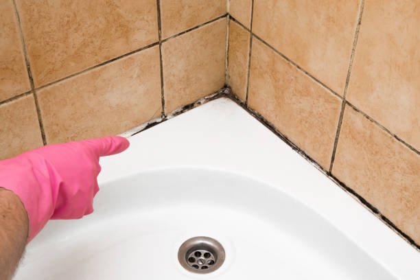 Best Toxic Mold Removal  in Seneca, MO